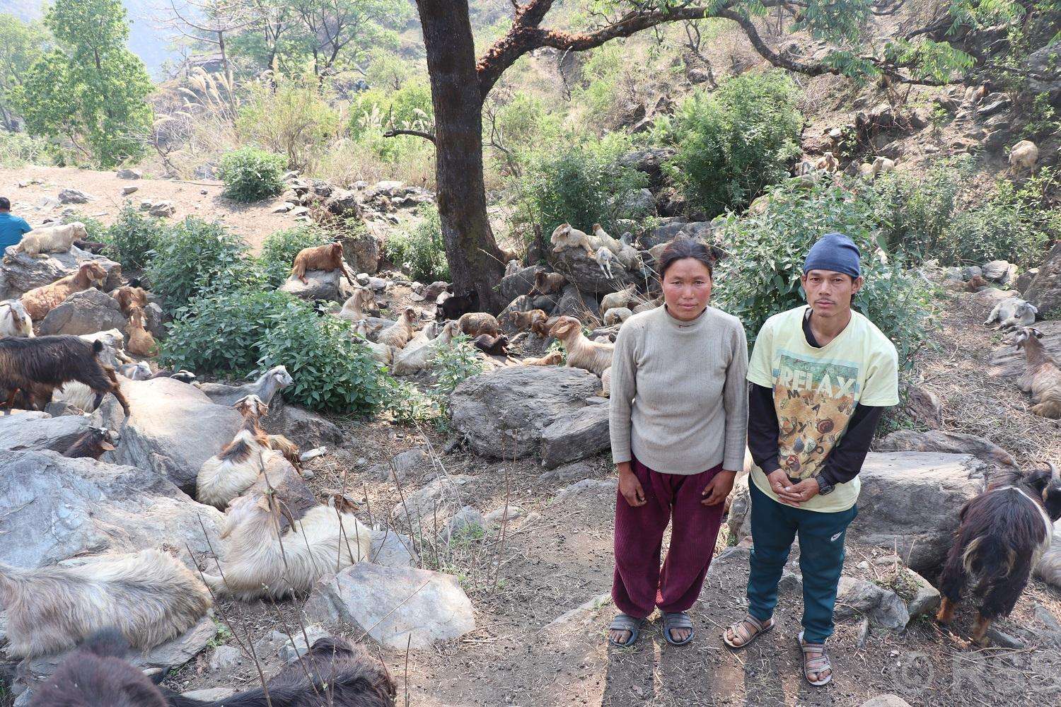 वैदेशिक रोजगारीको विकल्पमा बाख्रापालन: भीम भण्डारीको सङ्घर्ष र सफलता