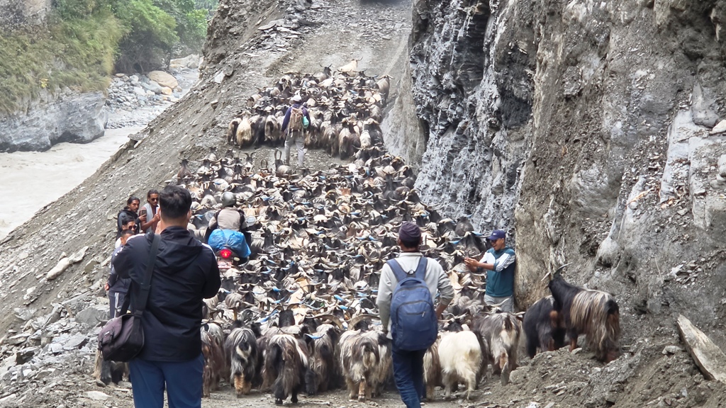 जोखिमपूर्ण सडक छिचोल्दै भेडाच्याङग्रा बजार झरे